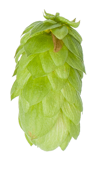 UK Fuggle Hop Pellets