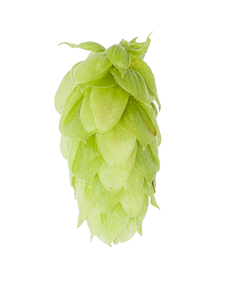 DE Spalter Select Leaf Hops