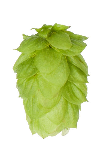 Whitbread Golding Hop Pellets
