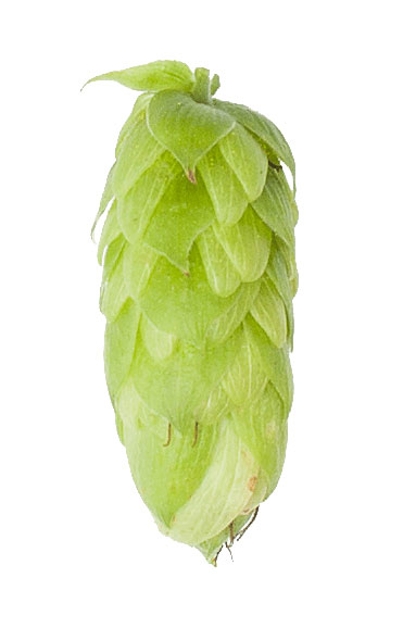 Perle Hop Pellets