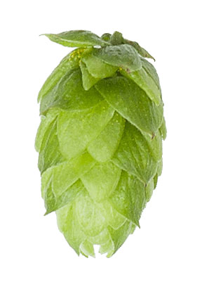 Bobek Hop Leaf Hops