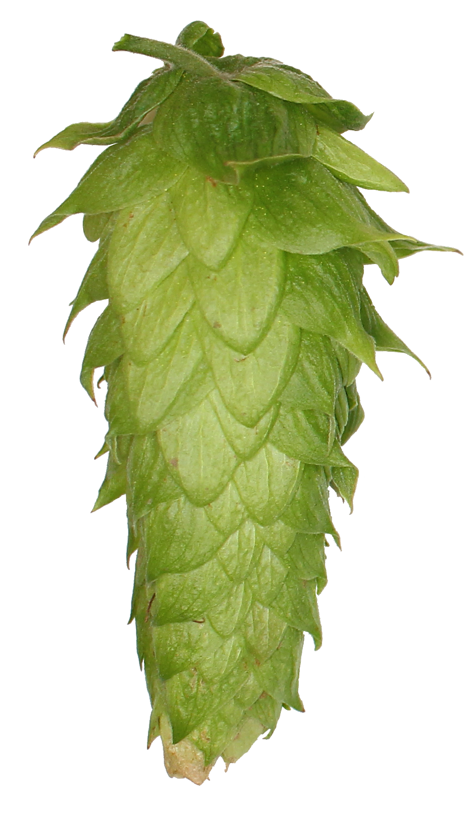 Chinook Hop Pellets