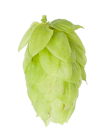 Saazer Leaf Hops
