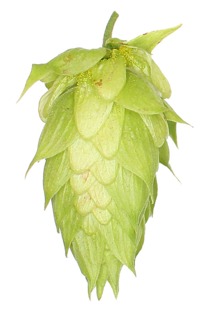 Brewers Gold Hop Pellets