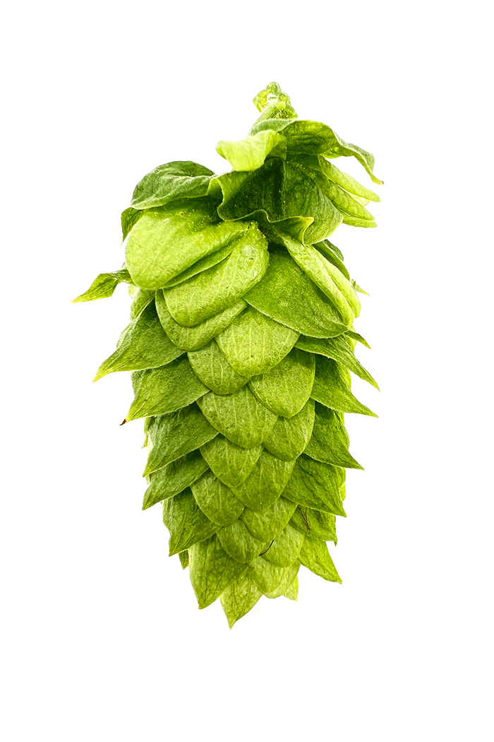 Erebus (HS16660) Hop Pellets