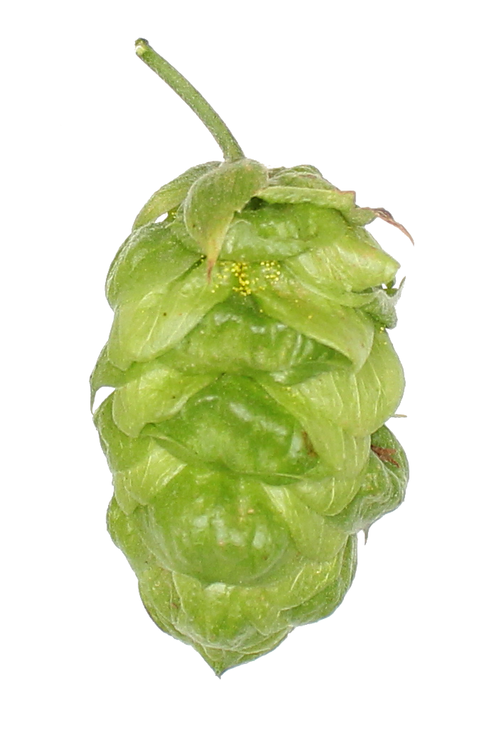 GB Eureka Hop Pellets 