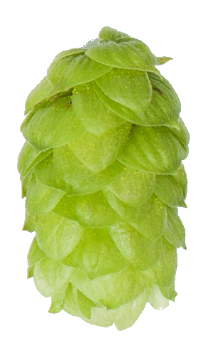 Savinjski Golding Hop Pellets