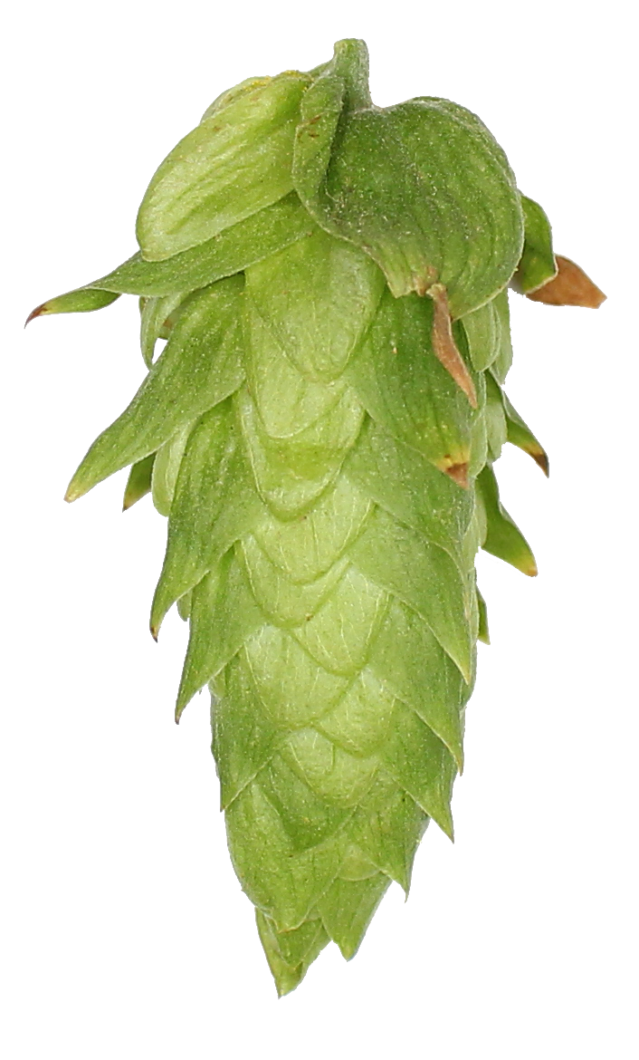 UK Cascade Hop Pellets
