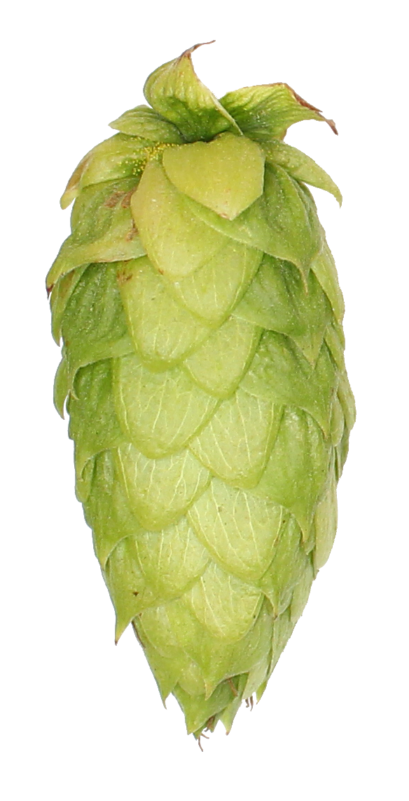 Centennial Hop Pellets