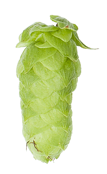 Mandarina Bavaria Hop Pellets