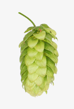 US Contessa Hop Pellets 