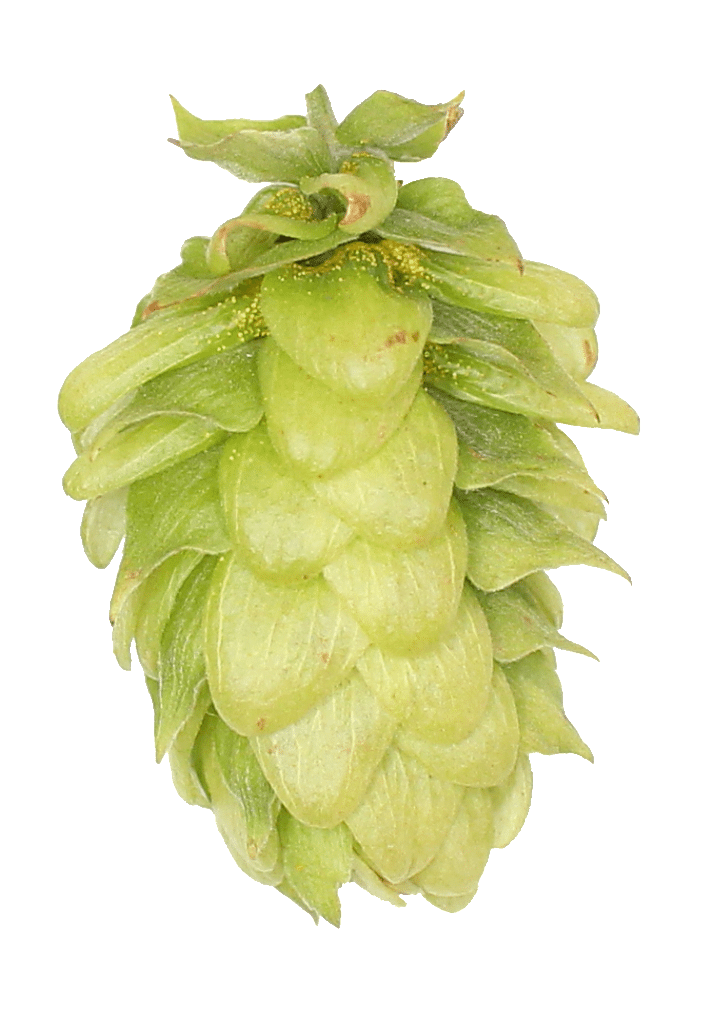 Willamette Hop Pellets