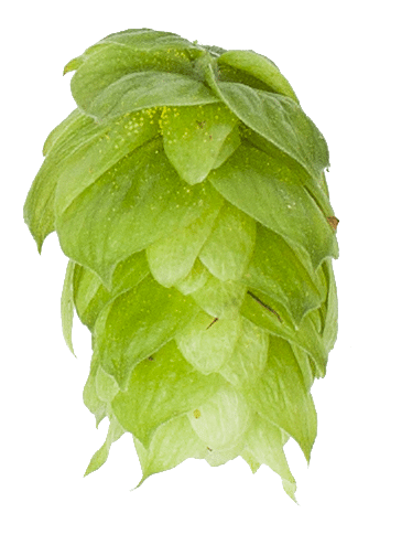 First Gold Hop Pellets
